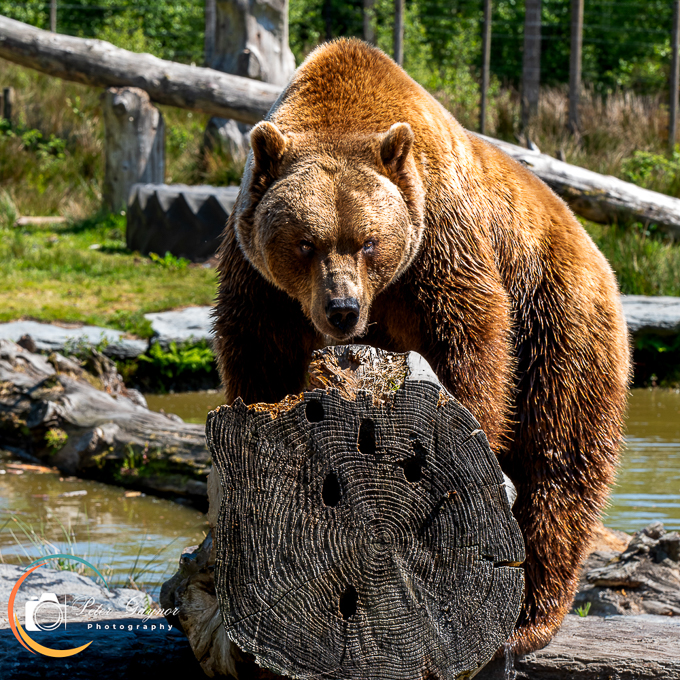 The Bear Neccessities Wild Ireland